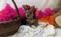 Magnolia , a female Morkie for sale in Birch Tree, MO – Photo 5 of 5