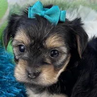 Harmony, a female Morkie for sale in Birch Tree, MO – 3 of 10