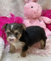 Claire, a female Morkie for sale in Birch Tree, MO – 9 of 10
