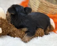 Blossom, a female Morkie for sale in Birch Tree, MO – 3 of 10