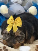 Oliver, a male Shorkie for sale in Birch Tree, MO – 9 of 10