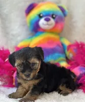 Sadie Mae, a female Yorkipoo for sale in Birch Tree, MO – 6 of 10