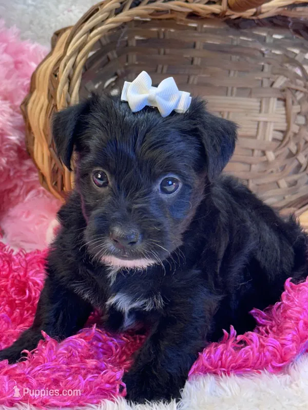 Tootsie – Yorkipoo puppy for sale in Birch Tree, MO