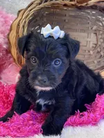 Tootsie, a female Yorkipoo for sale in Birch Tree, MO – 1 of 10