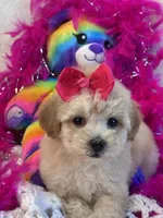 Twinkles, a female Maltipoo for sale in Birch Tree, MO – 4 of 10