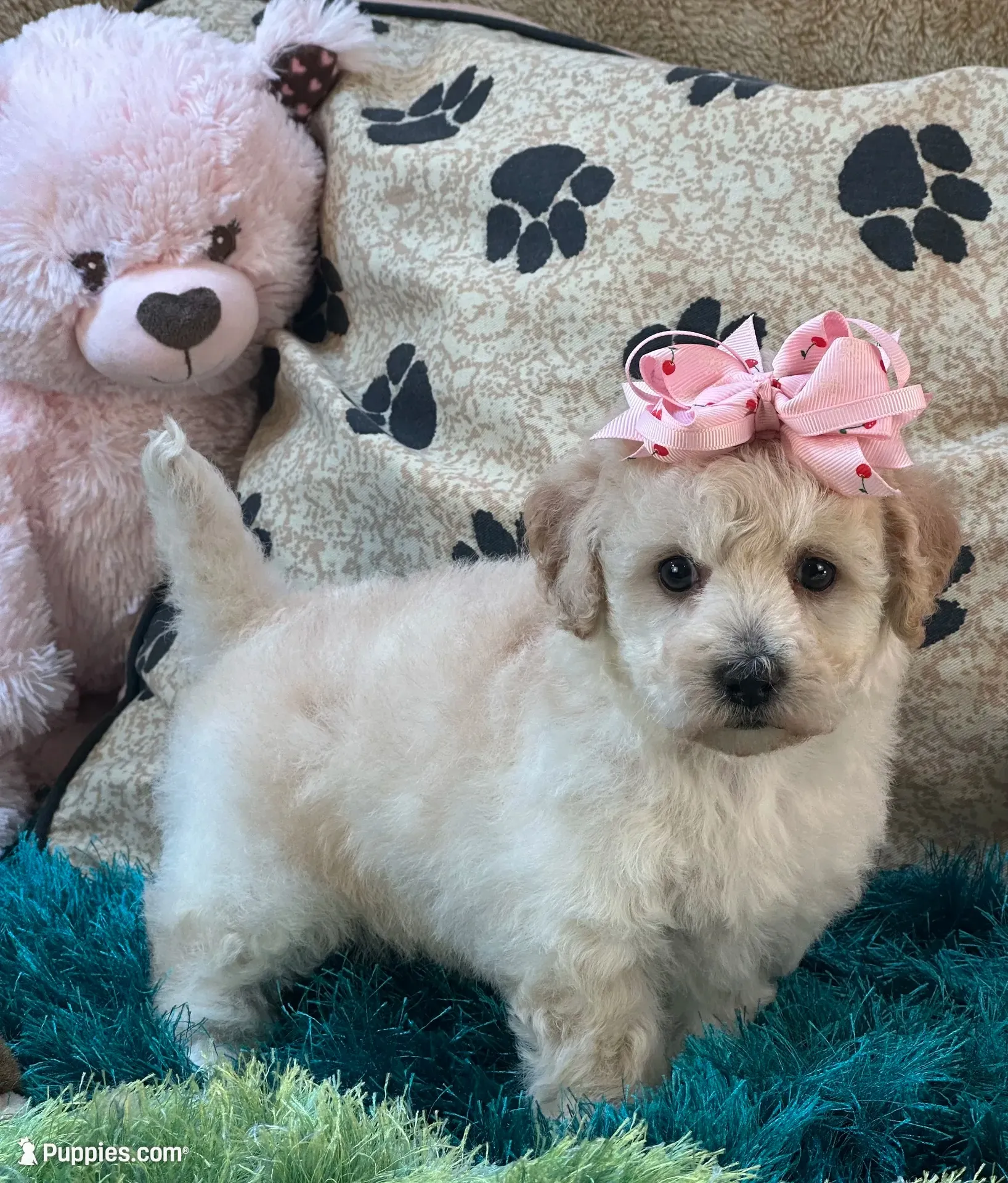 Zoomer, a female Bichpoo for sale in Birch Tree, MO – 6 of 10