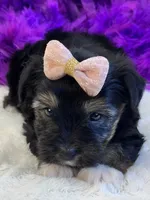 Twinkie, a female Yorkipoo for sale in Birch Tree, MO – 3 of 10