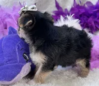Melody, a female Morkie for sale in Birch Tree, MO – 4 of 10