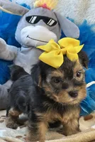 Sweet Winston, a male Yorkipoo for sale in Birch Tree, MO – 2 of 10