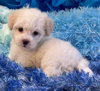 Benji, a male Maltipoo for sale in Birch Tree, MO – 2 of 10