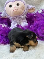 Tinker, a female Morkie for sale in Birch Tree, MO – 10 of 10