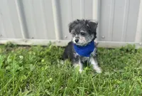Taco , a male Morkie for sale in Birch Tree, MO – 2 of 6