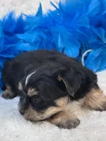 Banjo, a male Morkie for sale in Birch Tree, MO – 10 of 10