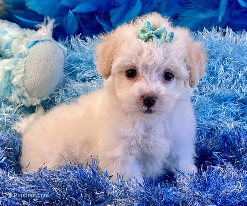 Benji – Maltipoo puppy for sale in Birch Tree, MO