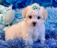 Benji, a male Maltipoo for sale in Birch Tree, MO – 1 of 10