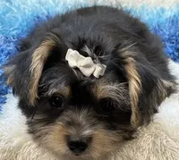 Sawyer, a male Morkie for sale in Birch Tree, MO – 8 of 10