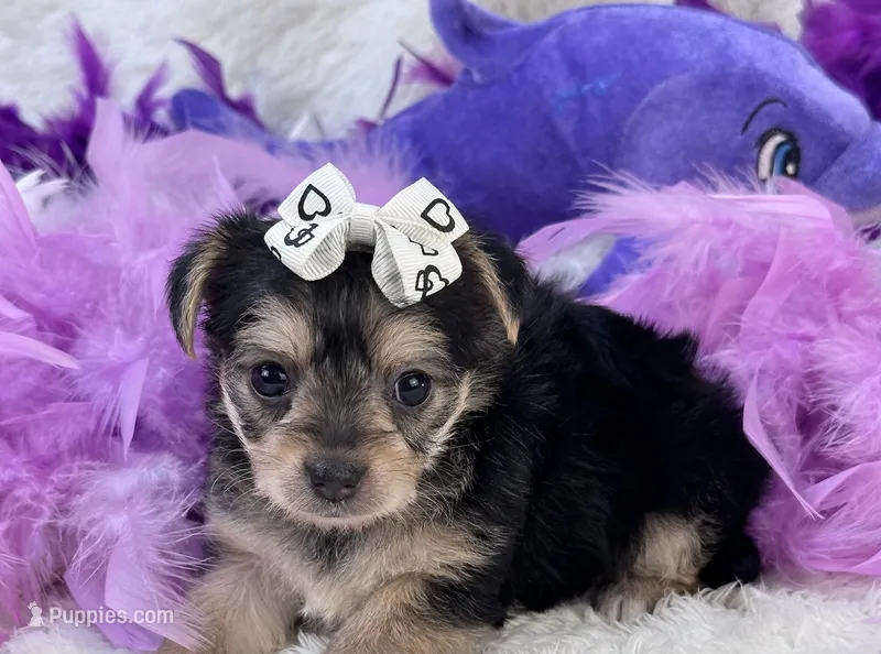 Melody – Morkie puppy for sale in Birch Tree, MO