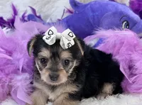 Melody, a female Morkie for sale in Birch Tree, MO – 1 of 10