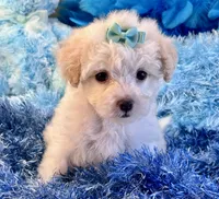 Benji, a male Maltipoo for sale in Birch Tree, MO – 7 of 10