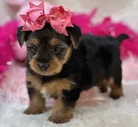 Porsha, a female Morkie for sale in Birch Tree, MO – 7 of 10