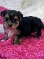 Ivy, a female Morkie for sale in Birch Tree, MO – 2 of 9
