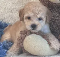 Chucky, a male Maltipoo for sale in Birch Tree, MO – 10 of 10
