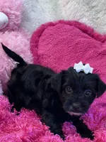 Tootsie, a female Yorkipoo for sale in Birch Tree, MO – 5 of 10