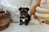 Ollie, a male Yorkshire Terrier for sale in Birch Tree, MO – Photo 1 of 5