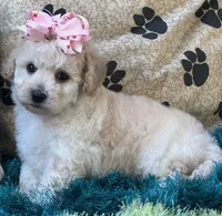 Zoomer, a female Bichpoo for sale in Birch Tree, MO – 10 of 10