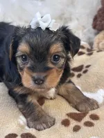 Rookie, a male Morkie for sale in Birch Tree, MO – 8 of 10