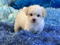 Benji, a male Maltipoo for sale in Birch Tree, MO – 5 of 10
