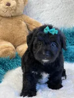 Tango, a male Yorkipoo for sale in Birch Tree, MO – 9 of 10