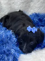 Twiggy, a male Yorkipoo for sale in Birch Tree, MO – 3 of 9