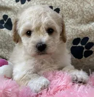 Ava Jean, a female Bichpoo for sale in Birch Tree, MO – 8 of 10
