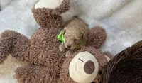 Noah , a male Bichpoo for sale in Birch Tree, MO – Photo 3 of 5