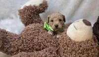 Noah , a male Bichpoo for sale in Birch Tree, MO – Photo 2 of 5