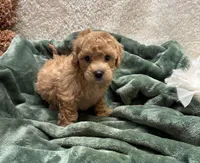 Noah , a male Bichpoo for sale in Birch Tree, MO – Photo 1 of 5