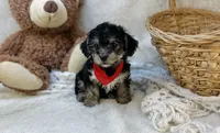 Biscuit , a male Morkie for sale in Birch Tree, MO – 5 of 5