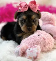 Porsha, a female Morkie for sale in Birch Tree, MO – 6 of 10