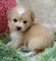 Mela, a female Maltipoo for sale in Birch Tree, MO – 3 of 7
