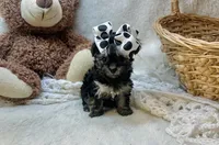 Muffin , a female Morkie for sale in Birch Tree, MO – 1 of 5