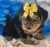 Oliver, a male Shorkie for sale in Birch Tree, MO – 4 of 10