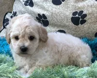 Ava Jean, a female Bichpoo for sale in Birch Tree, MO – 4 of 10