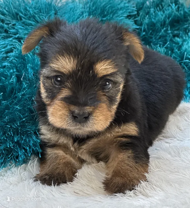 Bojangles – Morkie puppy for sale in Birch Tree, MO