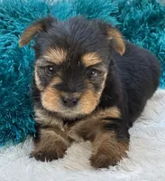 Bojangles, a male Morkie for sale in Birch Tree, MO – 1 of 10