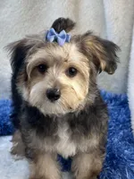 Festus, a male Morkie for sale in Birch Tree, MO – 1 of 10