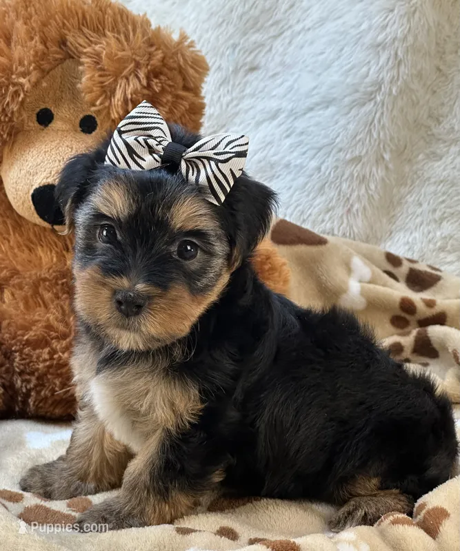 Handsome Boomer – Yorkipoo puppy for sale in Birch Tree, MO