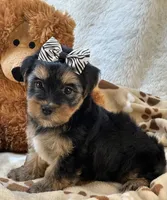 Handsome Boomer, a male Yorkipoo for sale in Birch Tree, MO – 1 of 10