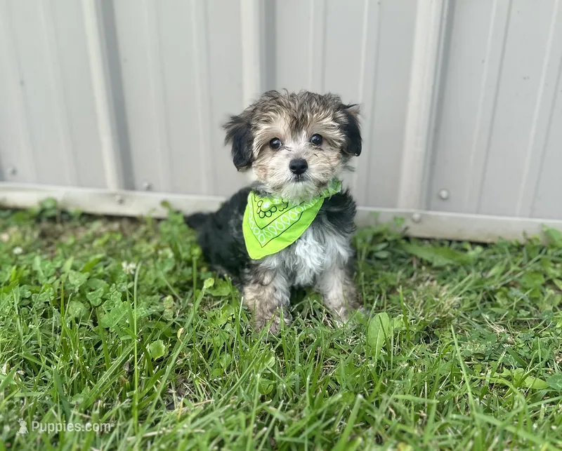 Titus  – Morkie puppy for sale in Birch Tree, MO