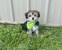 Titus , a male Morkie for sale in Birch Tree, MO – 2 of 6